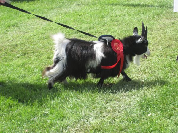 Miniature goat Cornwall show